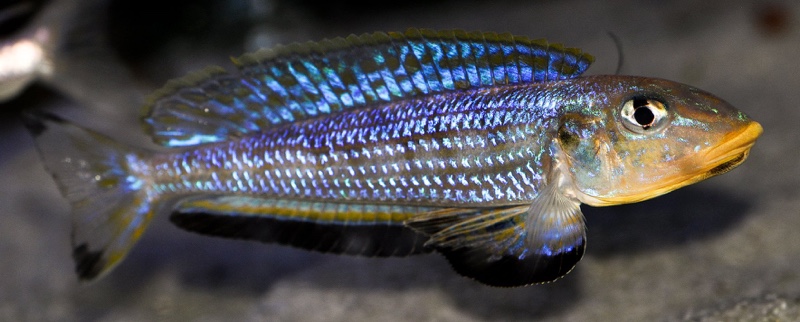 Enantiopus sp. 'kilesa'